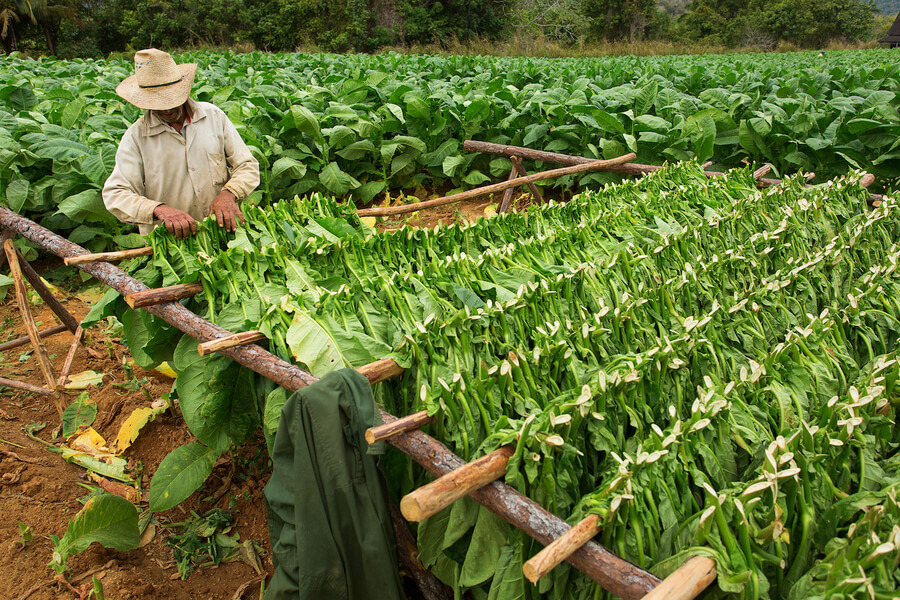 Табак в долине Виньялес, Куба